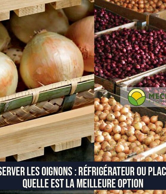 Conserver les oignons : réfrigérateur ou placard, quelle est la meilleure option
