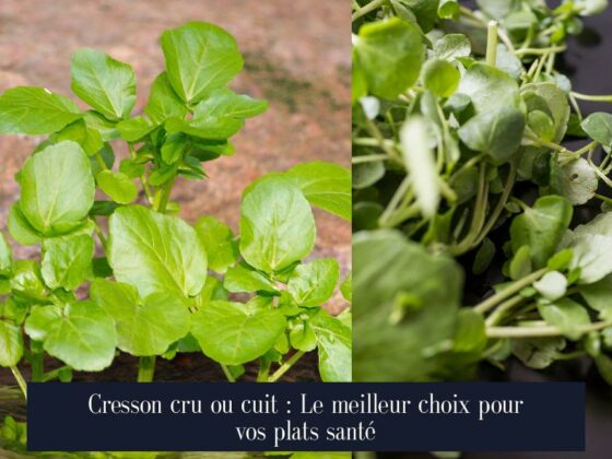 Cresson cru ou cuit : Le meilleur choix pour vos plats santé