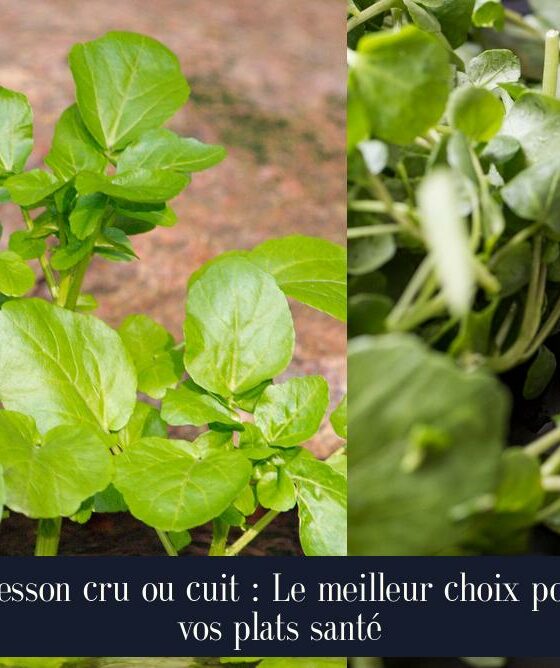 Cresson cru ou cuit : Le meilleur choix pour vos plats santé