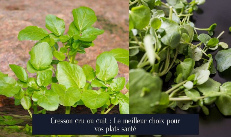 Cresson cru ou cuit : Le meilleur choix pour vos plats santé