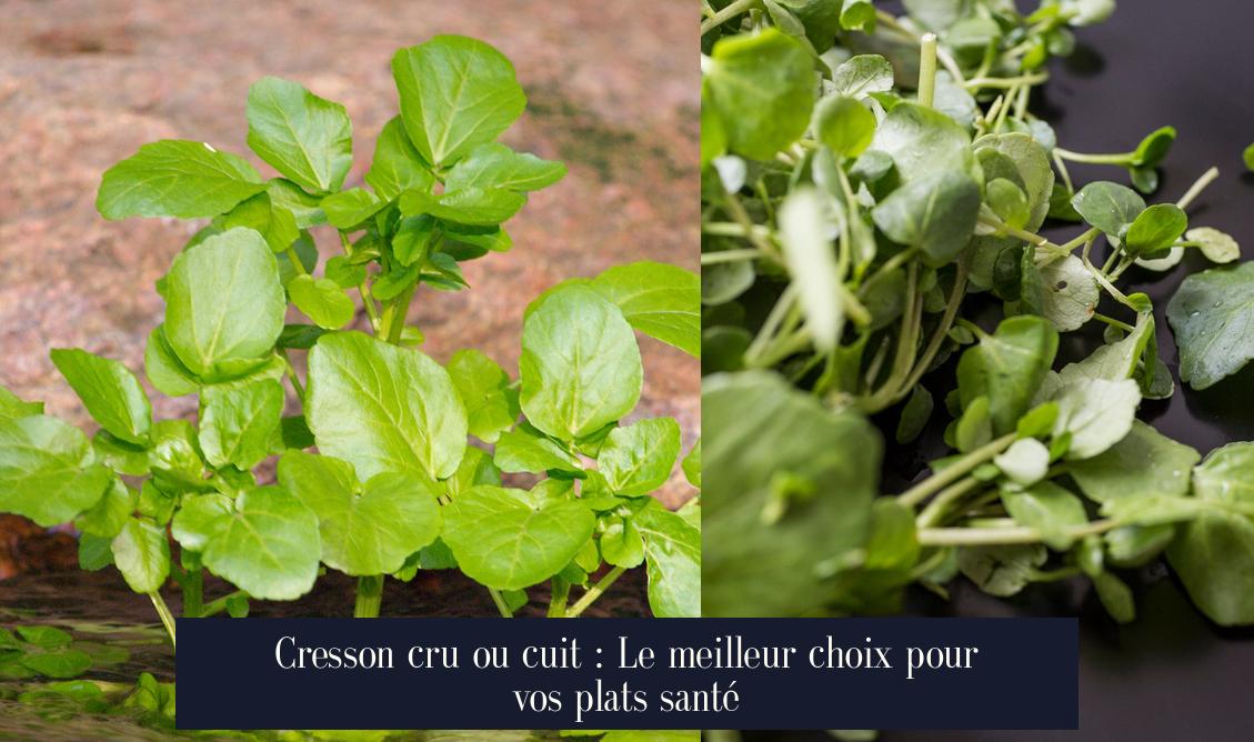Cresson cru ou cuit : Le meilleur choix pour vos plats santé