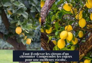 Faut-il enlever les citrons d'un citronnier Comprendre les enjeux pour une meilleure récolte.