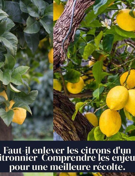 Faut-il enlever les citrons d'un citronnier Comprendre les enjeux pour une meilleure récolte.