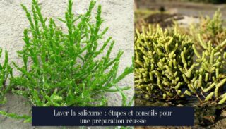 Laver la salicorne : étapes et conseils pour une préparation réussie