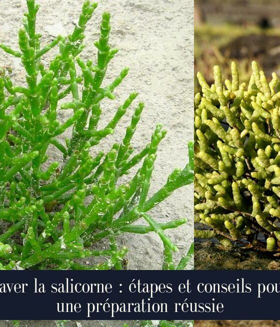 Laver la salicorne : étapes et conseils pour une préparation réussie