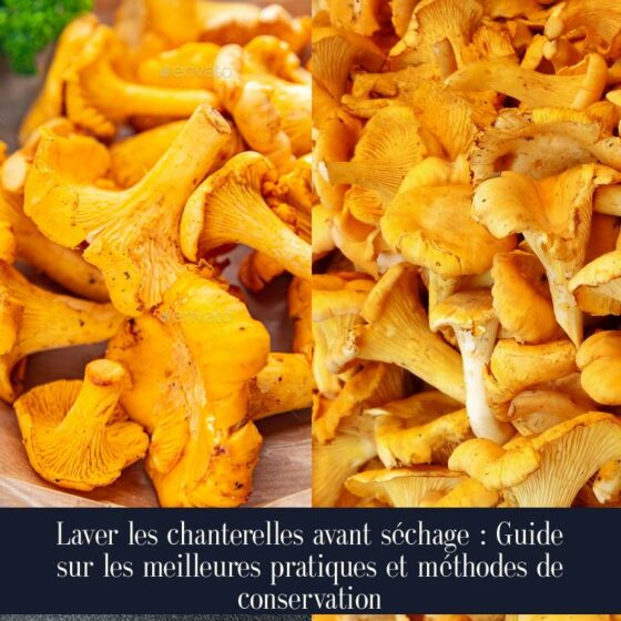 Laver les chanterelles avant séchage : Guide sur les meilleures pratiques et méthodes de conservation