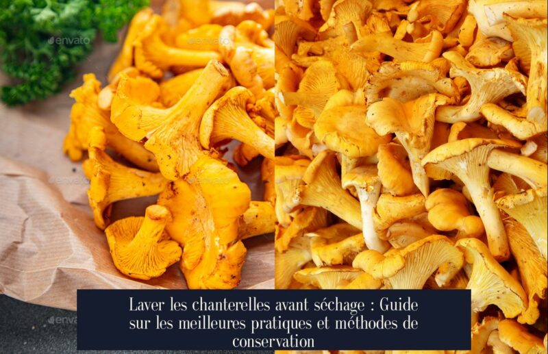 Laver les chanterelles avant séchage : Guide sur les meilleures pratiques et méthodes de conservation