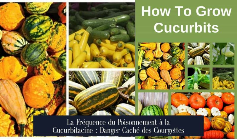 La Fréquence du Poisonnement à la Cucurbitacine : Danger Caché des Courgettes
