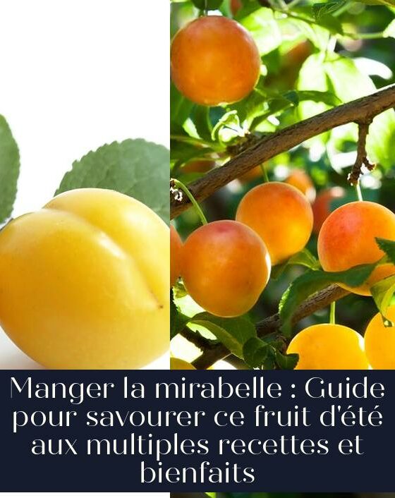 Manger la mirabelle : Guide pour savourer ce fruit d'été aux multiples recettes et bienfaits
