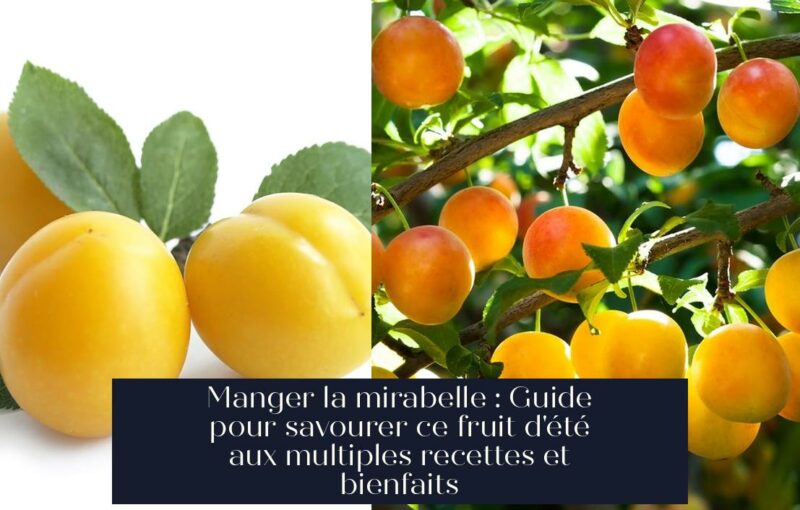 Manger la mirabelle : Guide pour savourer ce fruit d'été aux multiples recettes et bienfaits
