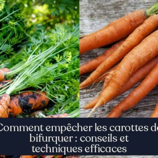Comment empêcher les carottes de bifurquer : conseils et techniques efficaces