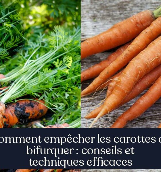 Comment empêcher les carottes de bifurquer : conseils et techniques efficaces