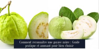 Comment reconnaître une goyave mûre : Guide pratique et amusant pour bien choisir