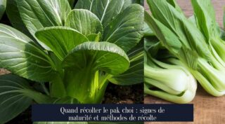 Quand récolter le pak choi : signes de maturité et méthodes de récolte