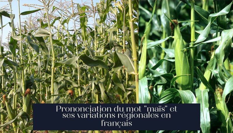Prononciation du mot "maïs" et ses variations régionales en français