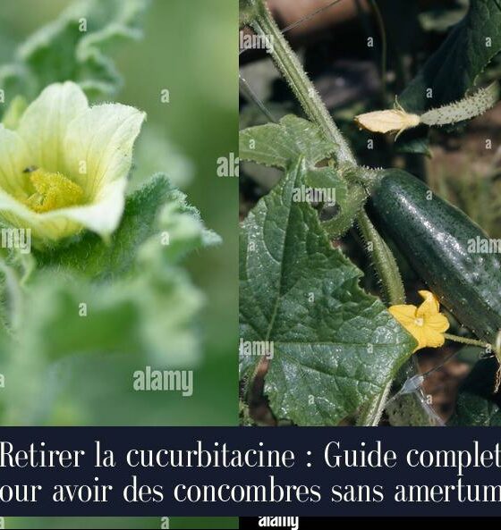 Retirer la cucurbitacine : Guide complet pour avoir des concombres sans amertume