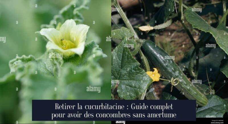 Retirer la cucurbitacine : Guide complet pour avoir des concombres sans amertume