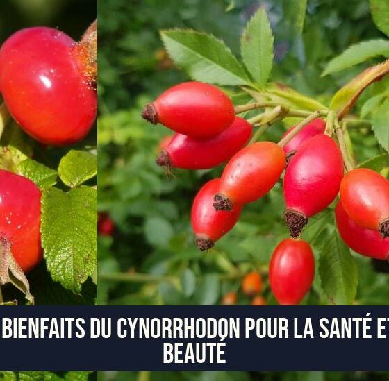 Les bienfaits du cynorrhodon pour la santé et la beauté