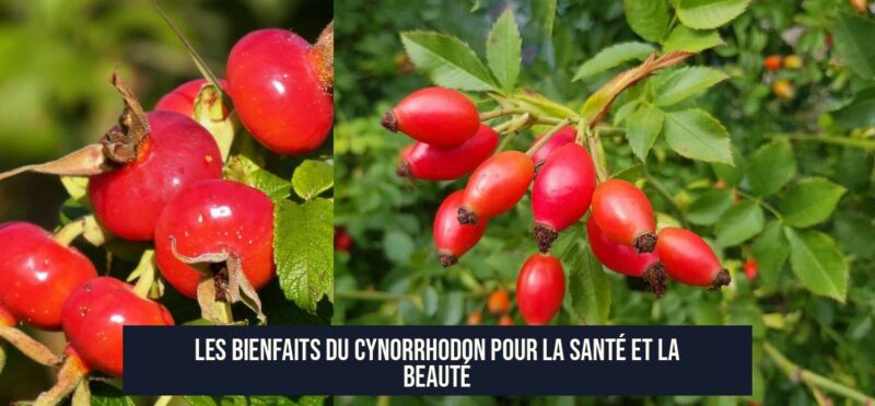 Les bienfaits du cynorrhodon pour la santé et la beauté
