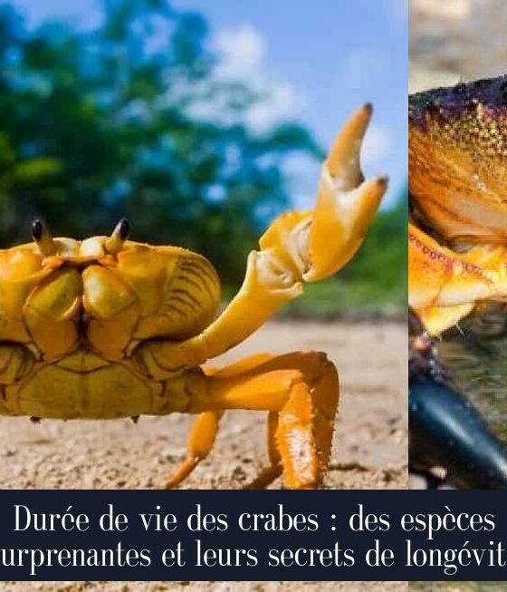 Durée de vie des crabes : des espèces surprenantes et leurs secrets de longévité