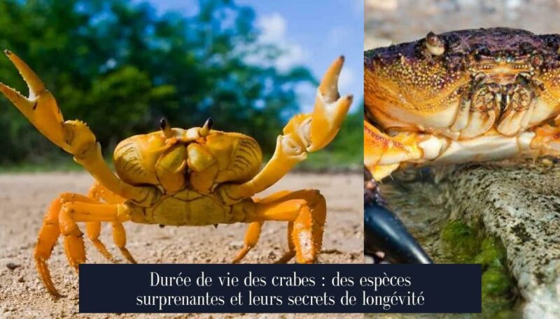 Durée de vie des crabes : des espèces surprenantes et leurs secrets de longévité