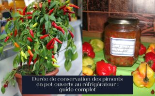 Durée de conservation des piments en pot ouverts au réfrigérateur : guide complet