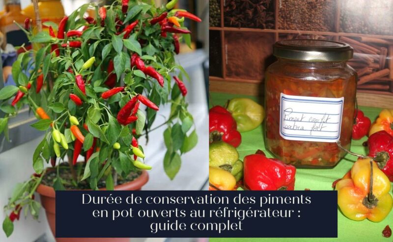 Durée de conservation des piments en pot ouverts au réfrigérateur : guide complet