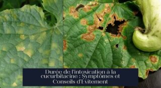 Durée de l'intoxication à la cucurbitacine : Symptômes et Conseils d'Évitement