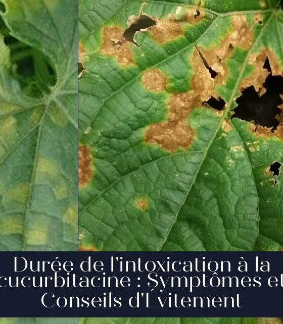 Durée de l'intoxication à la cucurbitacine : Symptômes et Conseils d'Évitement