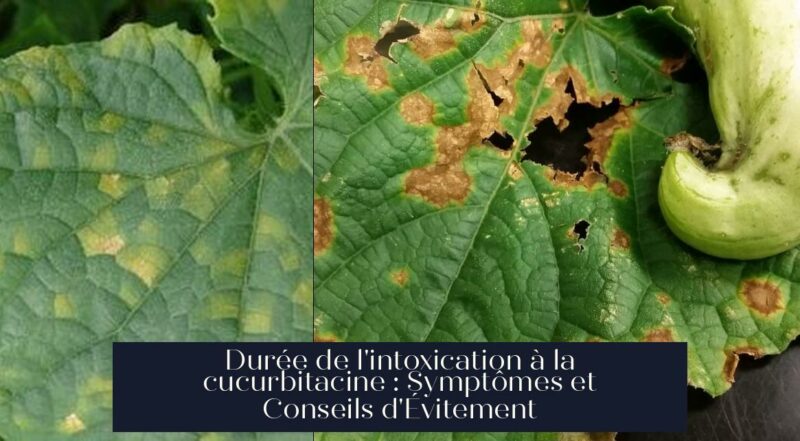 Durée de l'intoxication à la cucurbitacine : Symptômes et Conseils d'Évitement