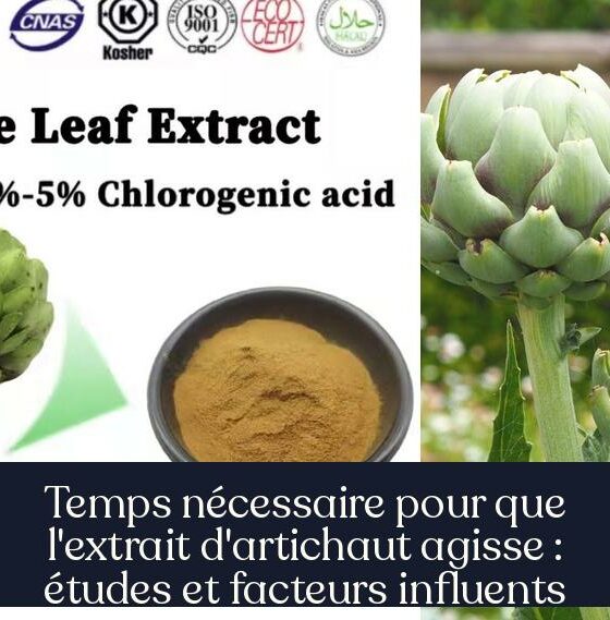 Temps nécessaire pour que l'extrait d'artichaut agisse : études et facteurs influents