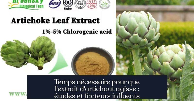 Temps nécessaire pour que l'extrait d'artichaut agisse : études et facteurs influents