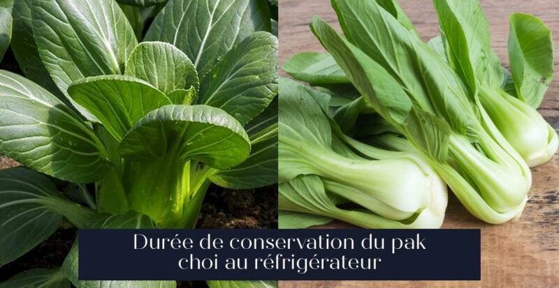 Durée de conservation du pak choi au réfrigérateur