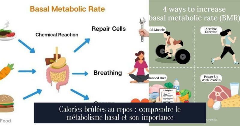 Calories brûlées au repos : comprendre le métabolisme basal et son importance