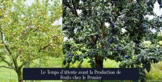 Le Temps d'Attente avant la Production de Fruits chez le Prunier