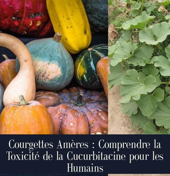 Courgettes Amères : Comprendre la Toxicité de la Cucurbitacine pour les Humains