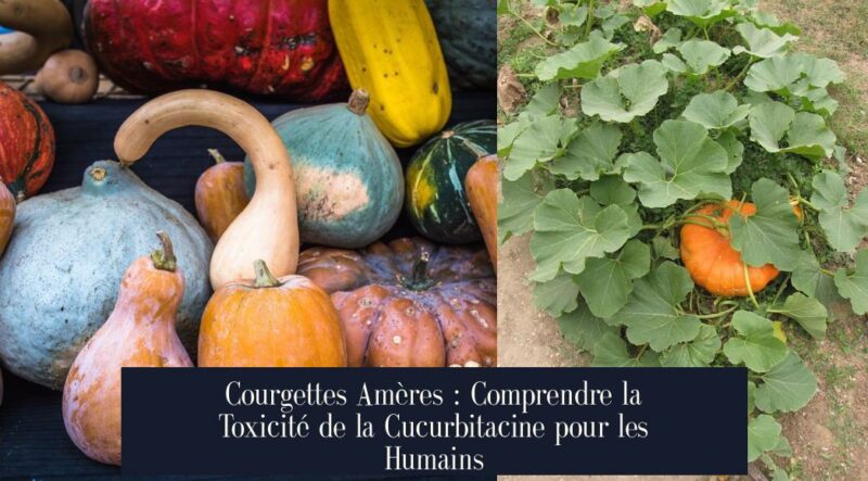 Courgettes Amères : Comprendre la Toxicité de la Cucurbitacine pour les Humains
