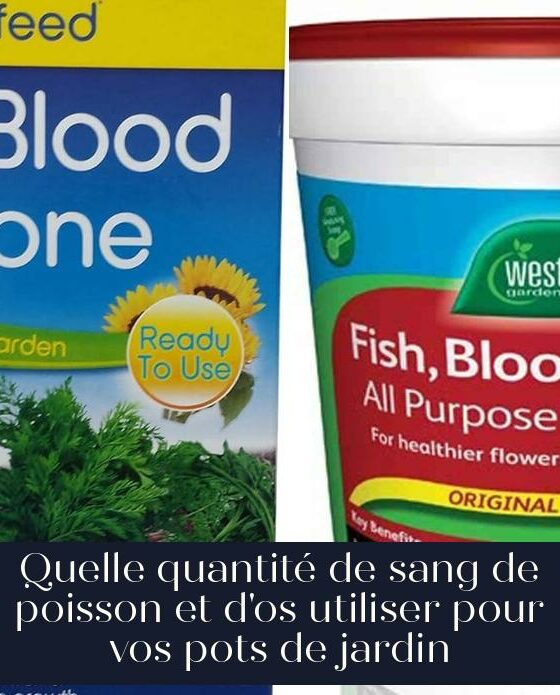 Quelle quantité de sang de poisson et d'os utiliser pour vos pots de jardin