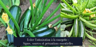 Éviter l'intoxication à la courgette : Signes, sources et précautions essentielles