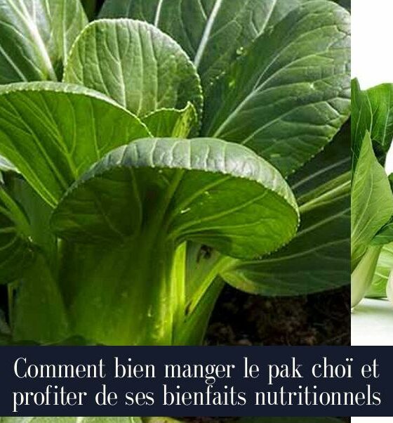 Comment bien manger le pak choï et profiter de ses bienfaits nutritionnels