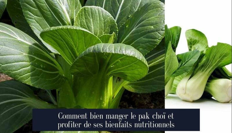 Comment bien manger le pak choï et profiter de ses bienfaits nutritionnels
