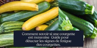 Comment savoir si une courgette est mauvaise Guide pour détecter les signes de fatigue des courgettes.