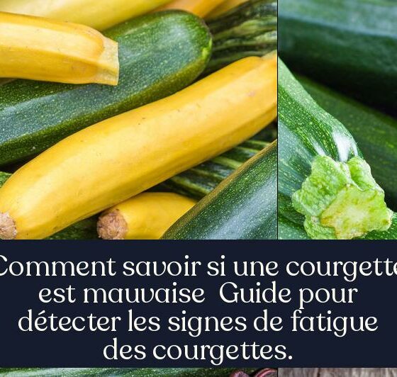 Comment savoir si une courgette est mauvaise Guide pour détecter les signes de fatigue des courgettes.