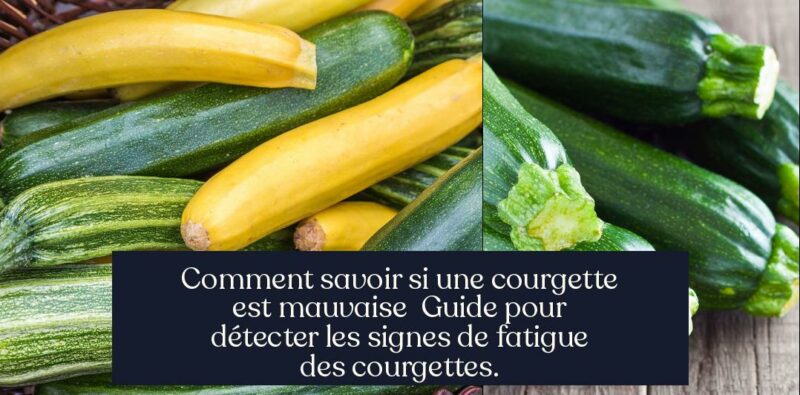 Comment savoir si une courgette est mauvaise Guide pour détecter les signes de fatigue des courgettes.