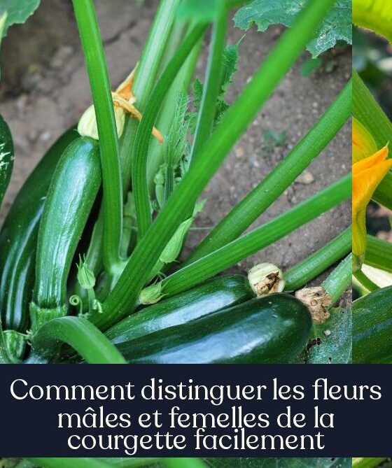 Comment distinguer les fleurs mâles et femelles de la courgette facilement