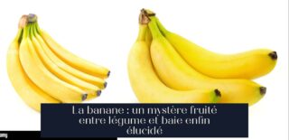 La banane : un mystère fruité entre légume et baie enfin élucidé