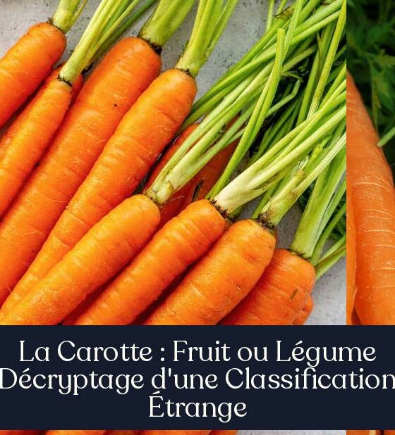 La Carotte : Fruit ou Légume Décryptage d'une Classification Étrange