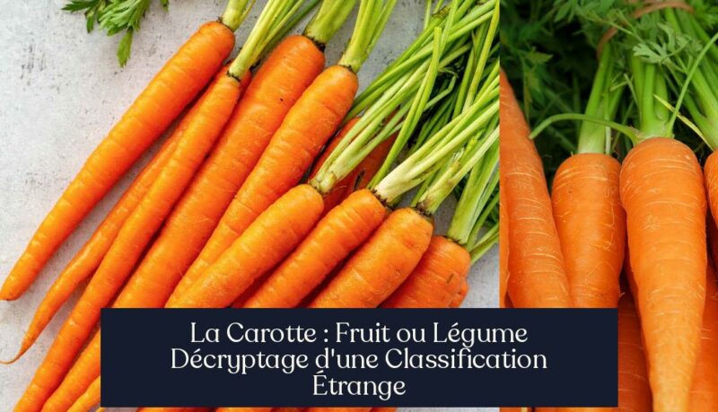 La Carotte : Fruit ou Légume Décryptage d'une Classification Étrange