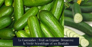 Le Concombre : Fruit ou Légume Découvrez la Vérité Scientifique et ses Bienfaits