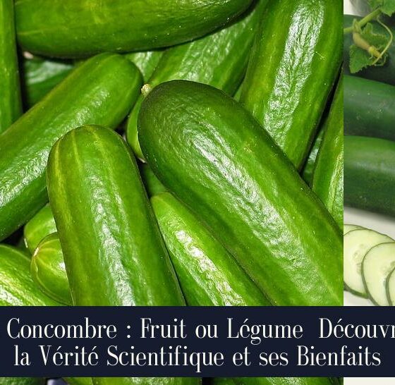 Le Concombre : Fruit ou Légume Découvrez la Vérité Scientifique et ses Bienfaits